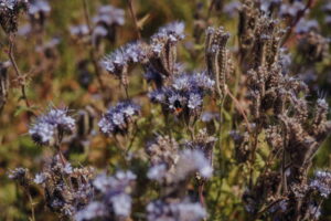 Feldwerk Hof Steffen 25