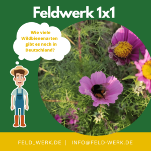 Fedlwerk1x1 Wildbienenarten min