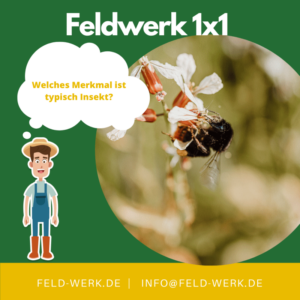 Feldwerk1x1 typischeMerkmale