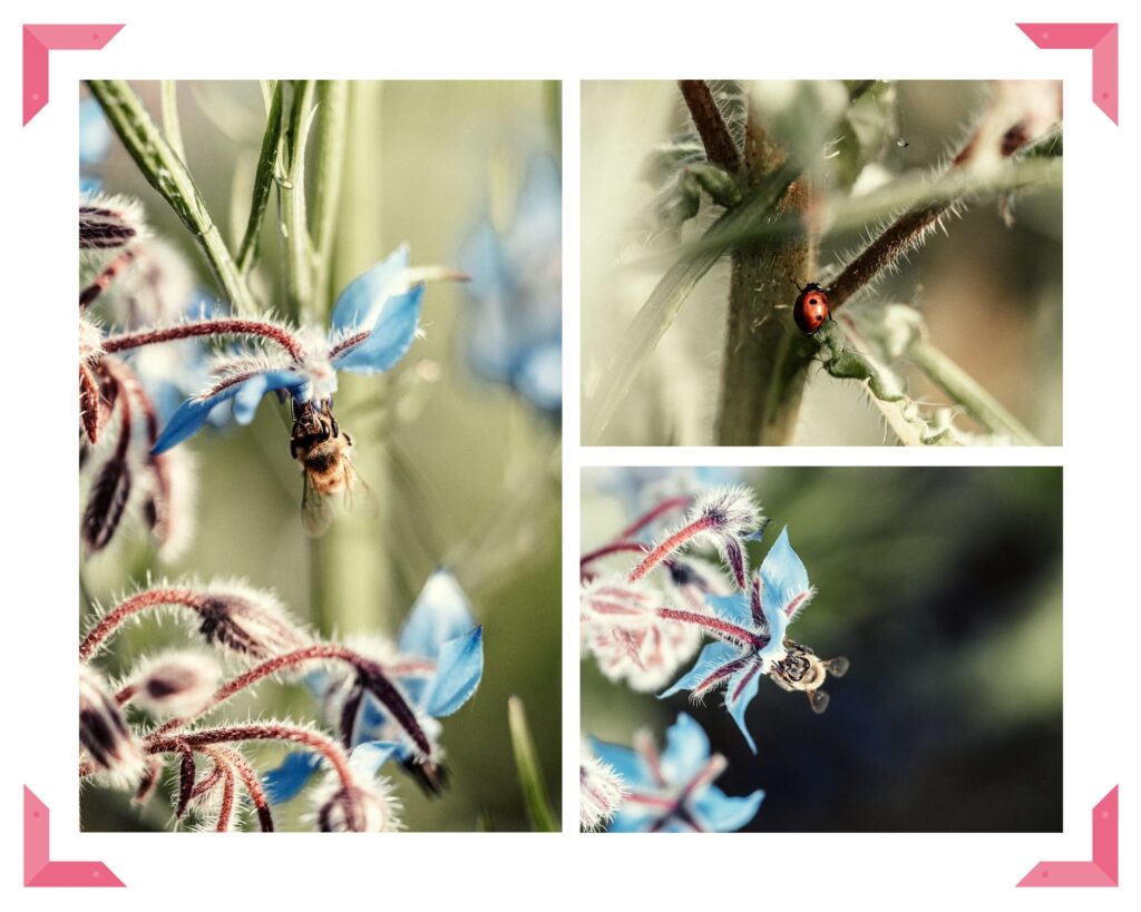 Fedlwerk Impressionen Bluehflaechen 2021 2022 4