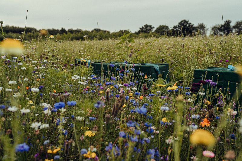 Homepage Wiesenshoot0026