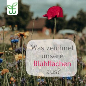 Was zeichnet Feldwerks Blühflächen aus?