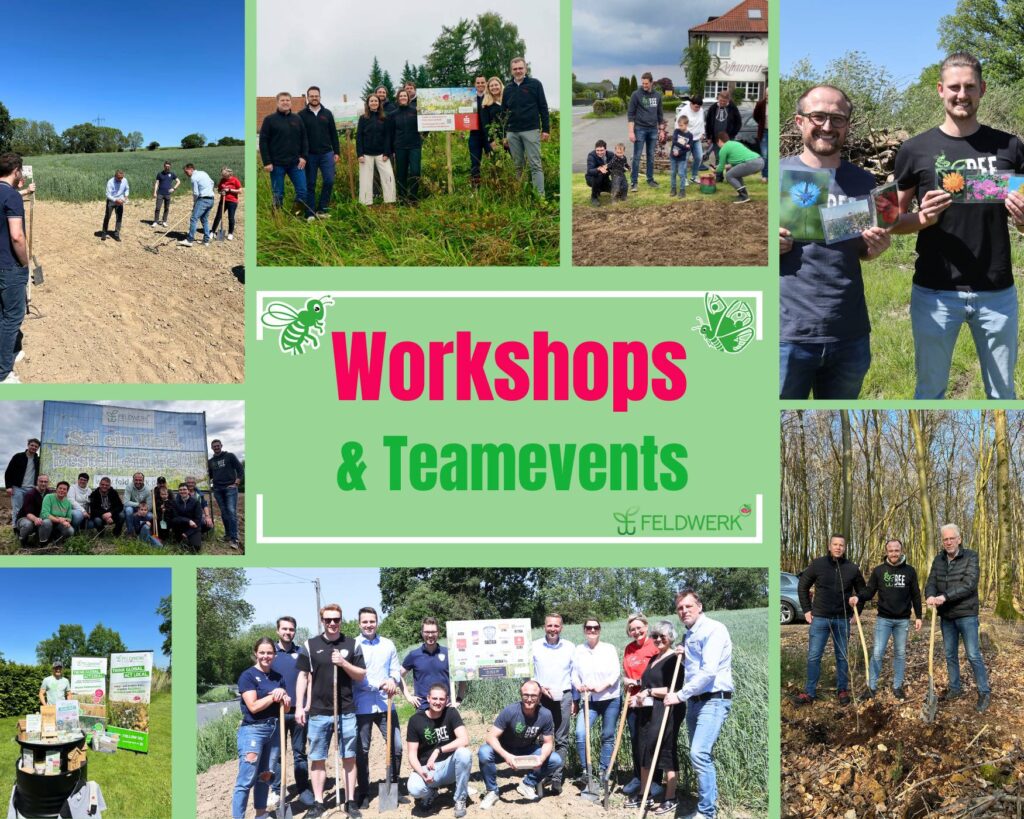 Collage zu den Feldwerk Teamevents