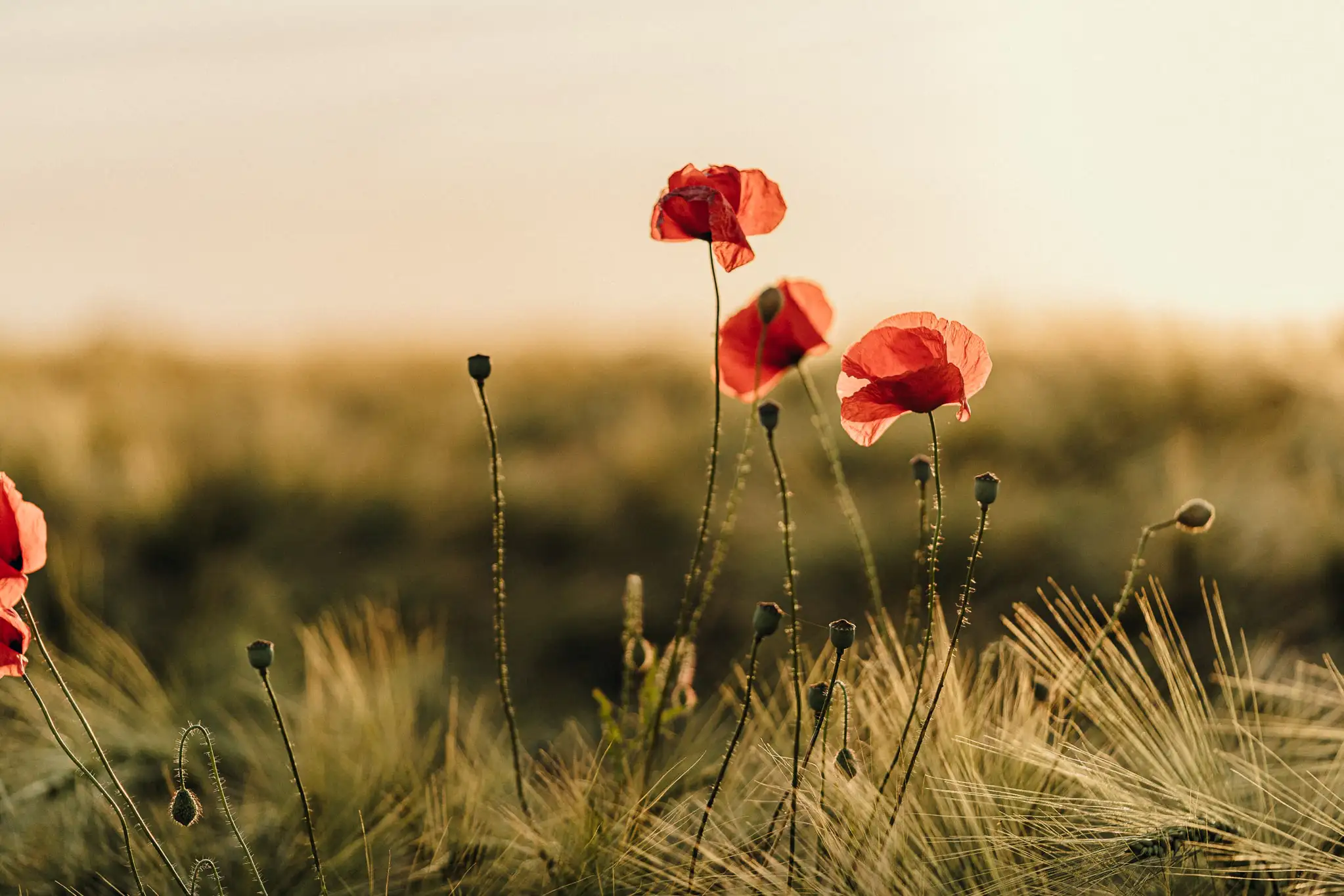 Feldwerk Blühflächenbild