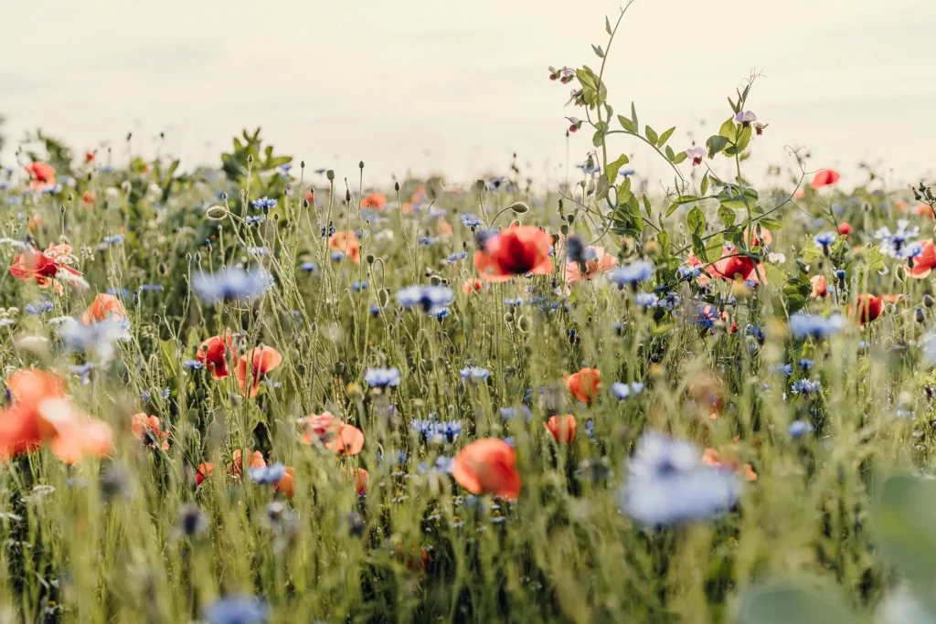Blühpatenschaft verschenken Artenreiche Blühfläche mit Mohn und Kornblumen – Blühpatenschaft von Feldwerk