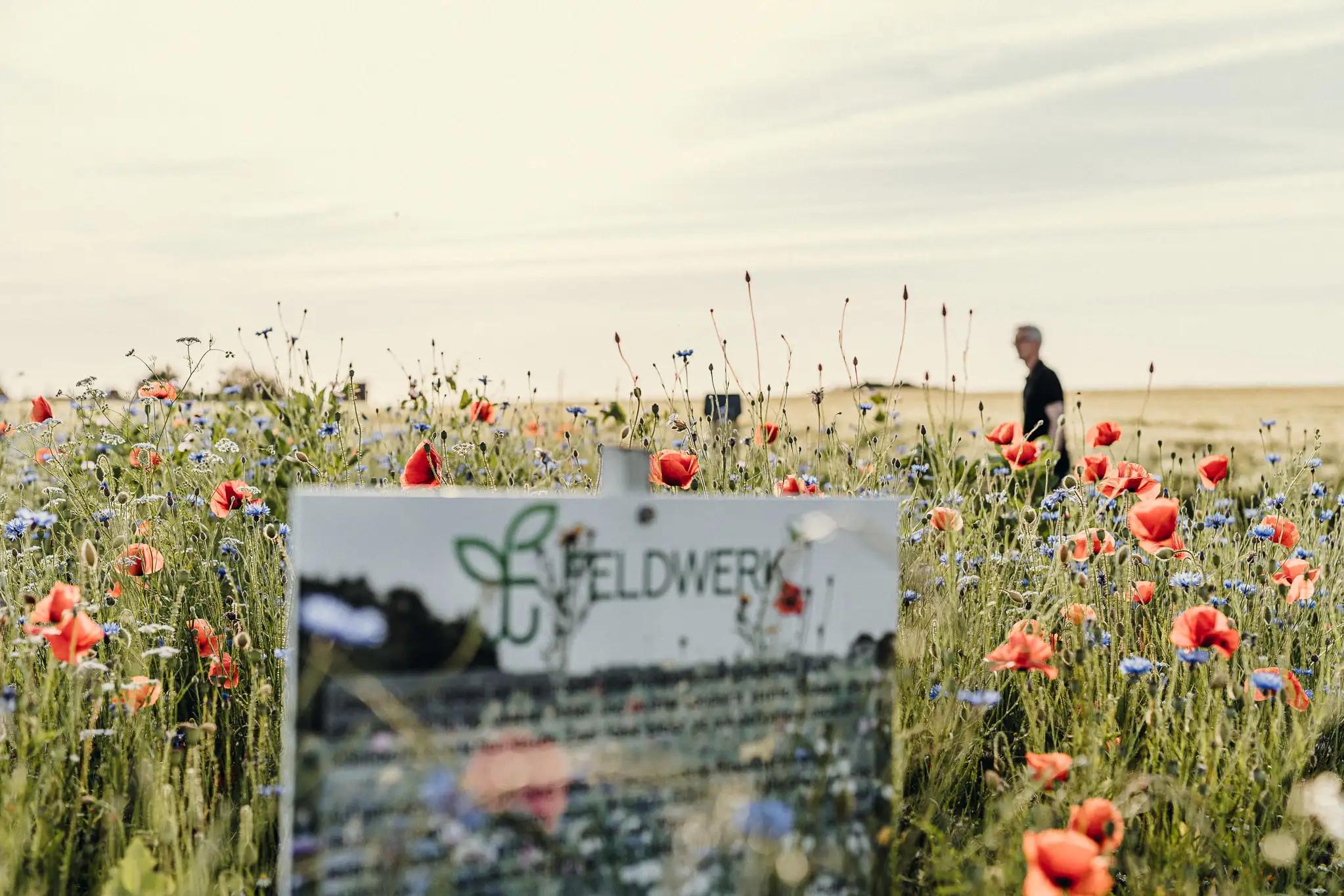 Handball-Blühwoche 2026 in Lippe | TBV & HSG x Feldwerk A7309626 min.jpg