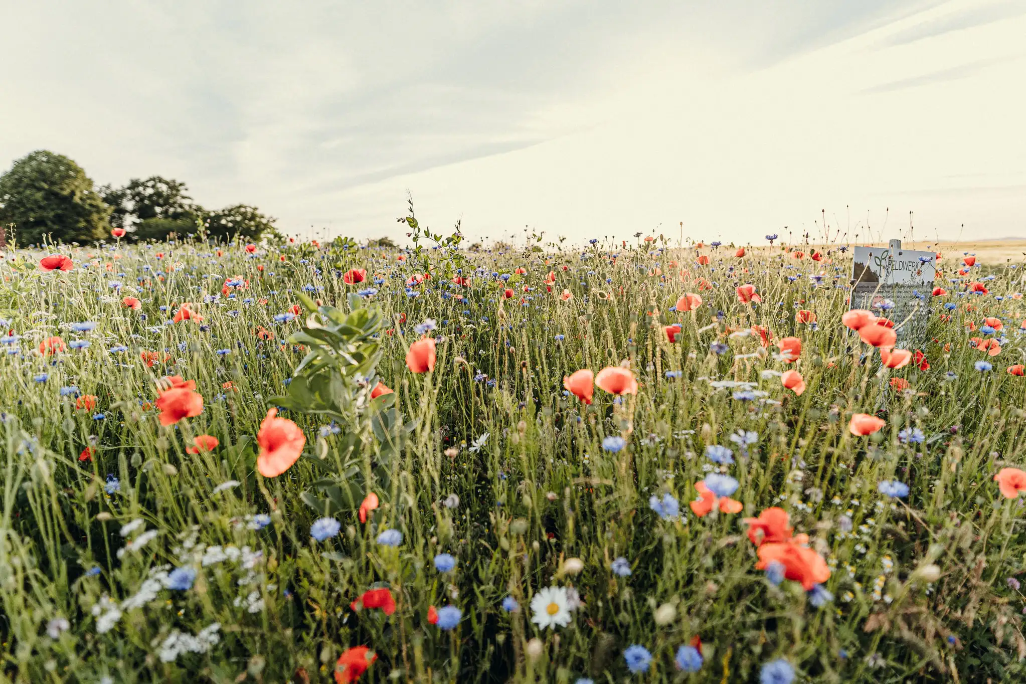 Feldwerk Blühflächenbild