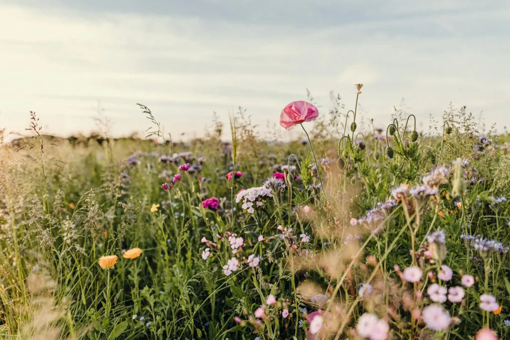 Feldwerk Blühflächenbild