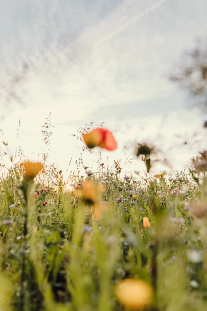 Feldwerk Blühflächenbild