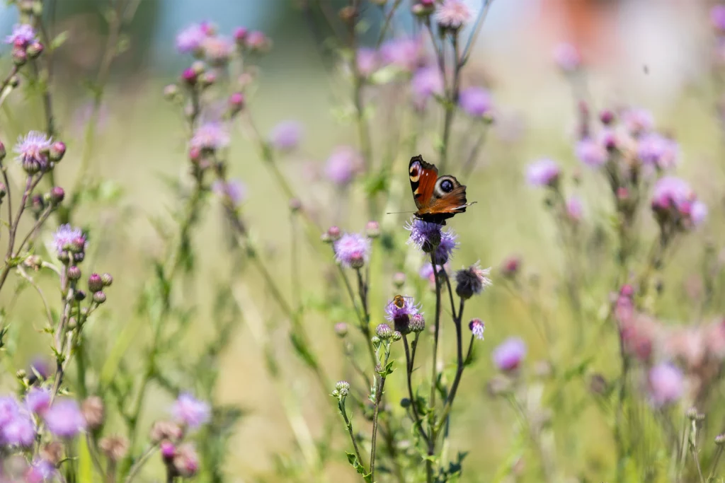 mittwald_Blühflächen_Bild_Header