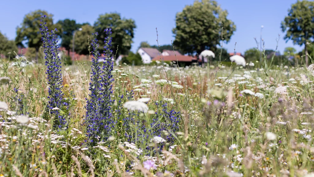 Blühflächen Bild mittwald