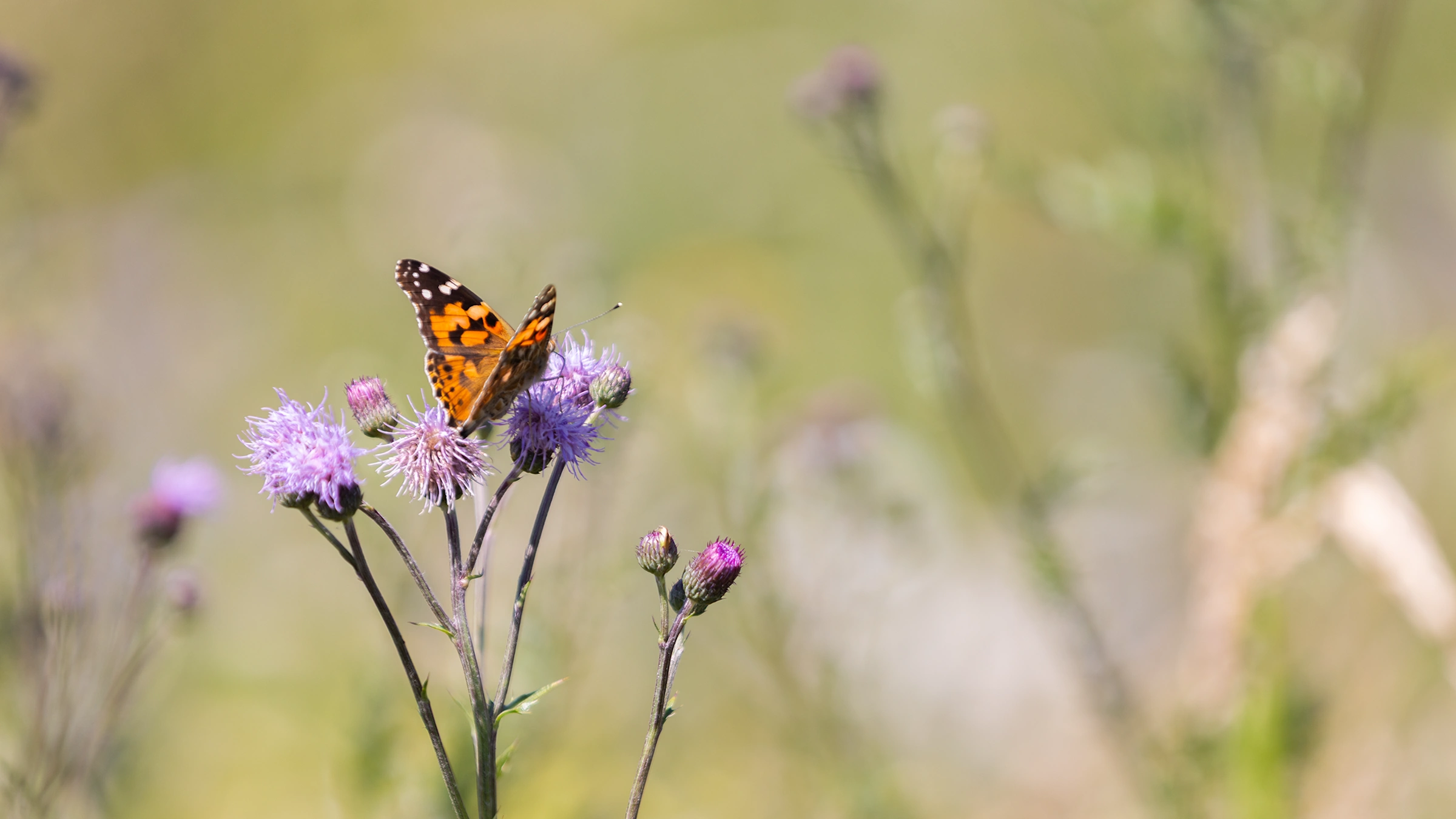 Handball-Blühwoche 2026 in Lippe | TBV & HSG x Feldwerk Feldwerk Aktion